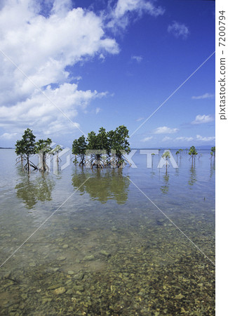 Yayamayahirugi年輕樹 7200794