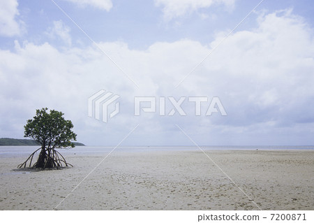 潮汕的八重山hirugi 7200871