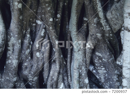 Root of banyan roe Root of banyan roe 7200937