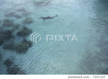 珊瑚礁海豚 珊瑚礁海豚 7201107