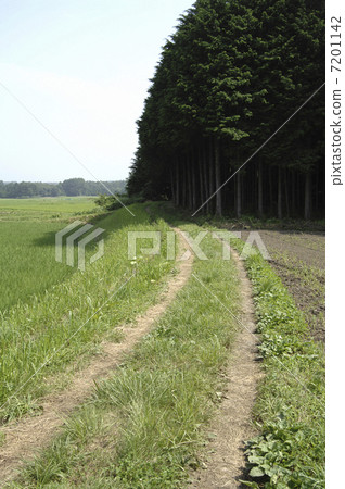 鄉村道路和森林 7201142