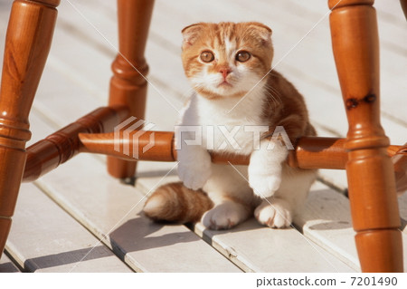 蘇格蘭抱著小貓 蘇格蘭抱著小貓 7201490