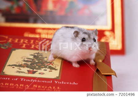 Djangarian hamster 7201496