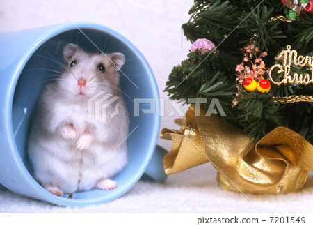 Djangarian hamster Djangarian hamster 7201549