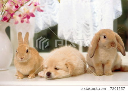 Rabbits and puppies 7201557