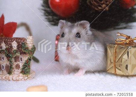 Djangarian hamster 7201558