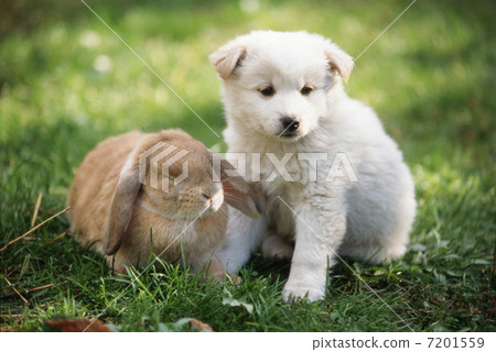 Rabbits and puppies 7201559