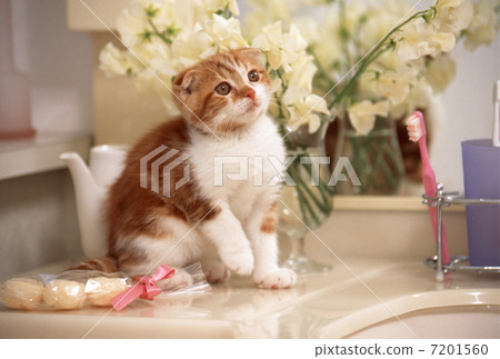Scottish hold kitten 7201560