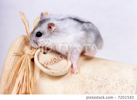 Djangarian hamster 7201583