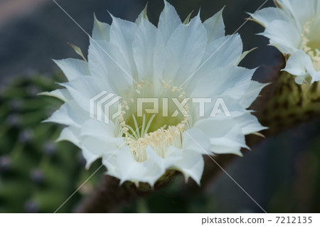 美麗的花朵綻放而沒有成為仙人掌的身影。 美麗的花朵綻放而沒有成為仙人掌的身影。 7212135