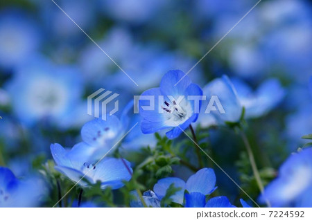 Nemophila Nemophila 7224592