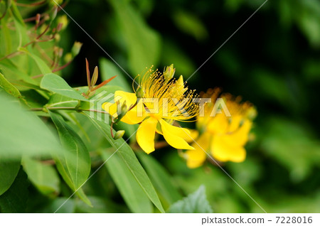 It seems to write also Mr. Miyagiyagi (Beeya Nagi) beauty willow. It seems to write also Mr. Miyagiyagi (Beeya Nagi) beauty willow. 7228016