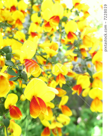 黃色和紅色逗人喜愛的小的花Hobeni enishida 7228019