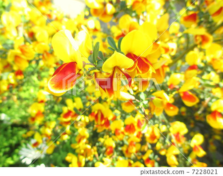Yellow and red cute little flowers Hobeni enishida Yellow and red cute little flowers Hobeni enishida 7228021
