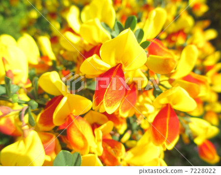 Yellow and red cute little flowers Hobeni enishida Yellow and red cute little flowers Hobeni enishida 7228022