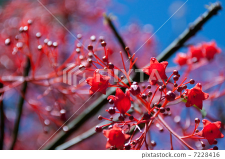 Frame tree and blue sky 7228416