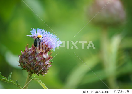 蜂鳥和蜜蜂 7228629