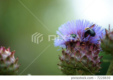 蜂鳥和蜜蜂 7228630