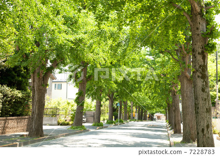 Ginkgo aki 7228783