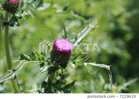 Thistle 7229610