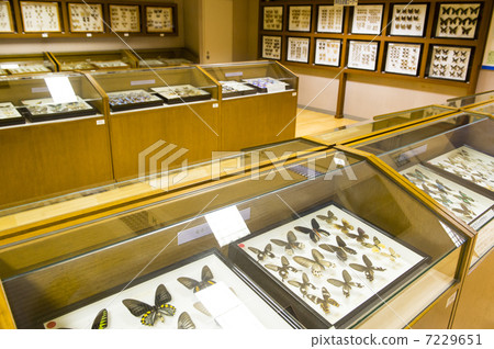 博物館（昆蟲標本） 7229651