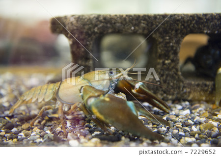 Uchida crayfish 7229652