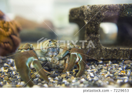 Uchida crayfish 7229653