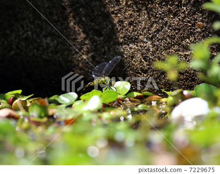 裁剪標記 7229675