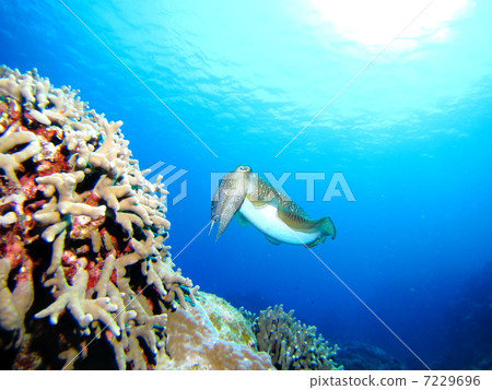 Swimming over corals 7229696