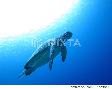 游泳的海龜 游泳的海龜 7229841
