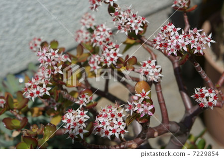 金樹 金樹 7229854