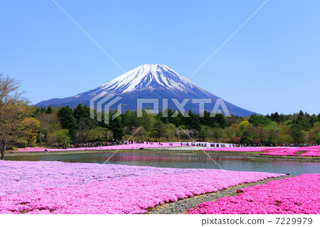 富士柴葉櫻花節 7229979