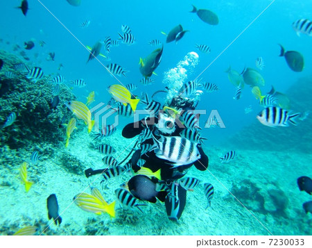 熱帶魚包圍的潛水員 7230033