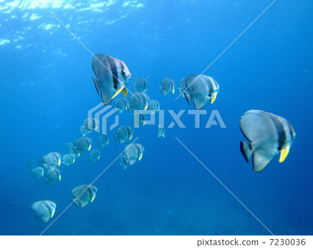 Flock of swallows Flock of swallows 7230036