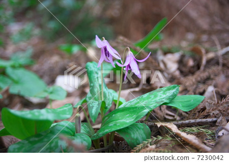Katakuri flowers 7230042