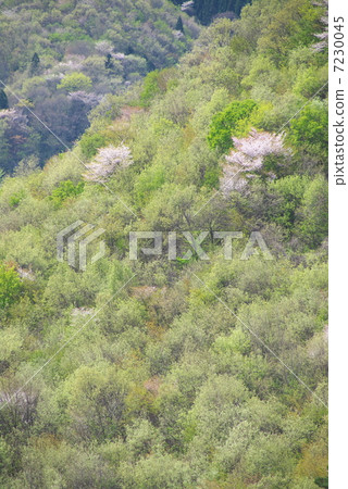 新鮮的綠色Satoyama 7230045