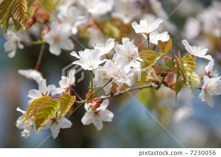 Cherry Blossom	 7230056