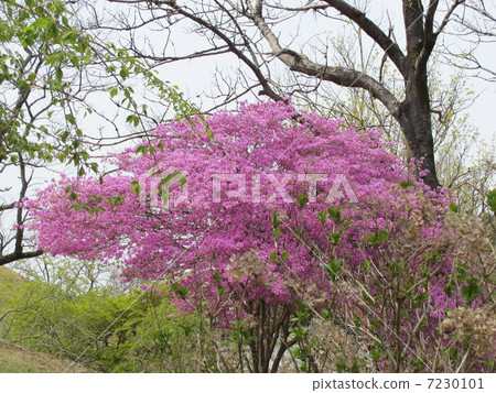 Azalea Azalea 7230101