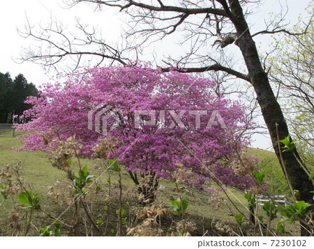 Azalea Azalea 7230102