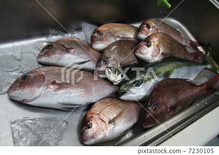 I took a picture of the red sea bream and sea bream caught in the offshore red sea bream fishing, lined up in the kitchen sink. I took a picture of the red sea bream and sea bream caught in the offshore red sea bream fishing, lined up in the kitchen sink. 7230105