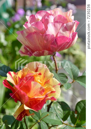 Barra Maurice Utrillo 7230236