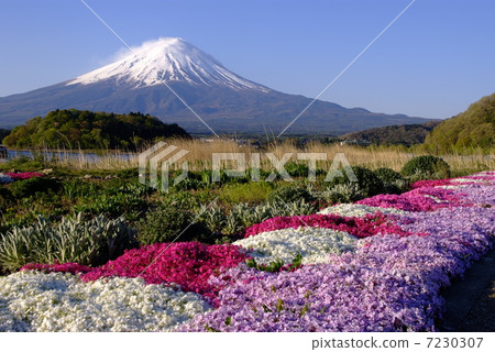 World Cultural Heritage · Mt. Fuji, Shiba Saka. World Cultural Heritage · Mt. Fuji, Shiba Saka. 7230307
