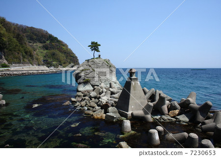 Rock and a pine Rock and a pine 7230653