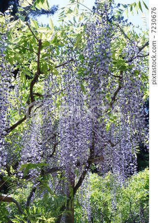 Wisteria flowers Wisteria flowers 7230676