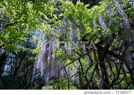 Wisteria flowers Wisteria flowers 7230677