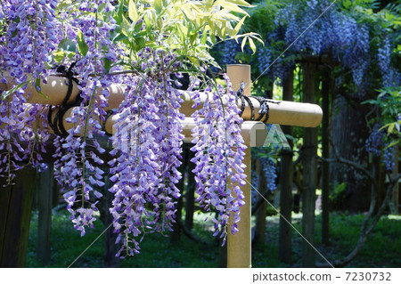 紫藤花 7230732