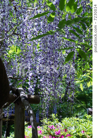 Wisteria flowers 7230814