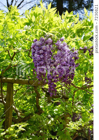Wisteria flowers 7230821