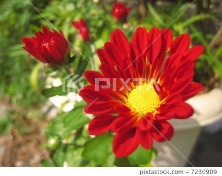 Spray mum flowers 7230909