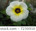 Tanera·Triioniflora花 7230910